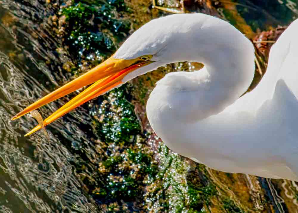 EGRET