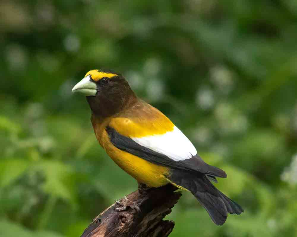 OTHER BIRDS
