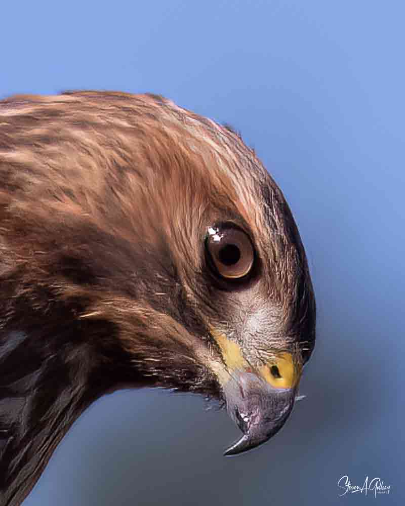 HAWK