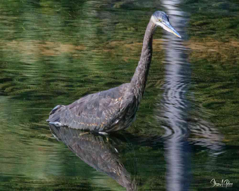 HERON