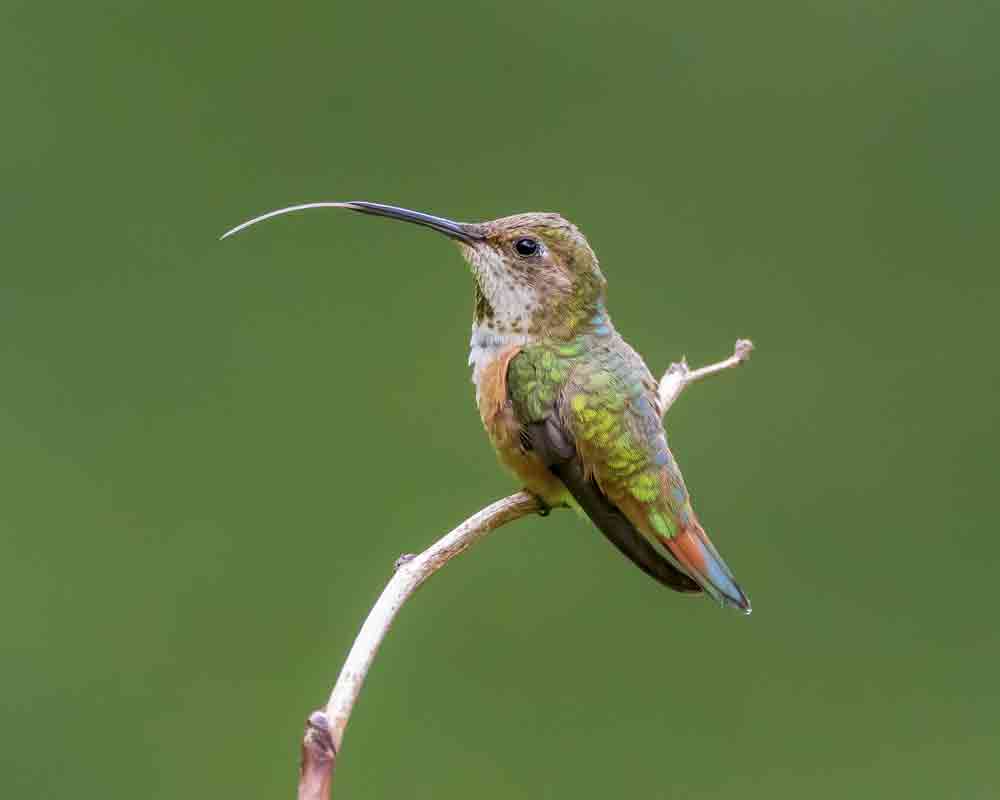 HUMMINGBIRD