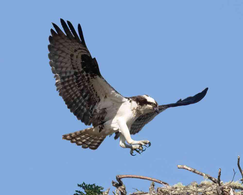 OSPREY